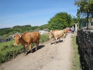 Sharing the Camino with ever present cows in this part of Galicia.